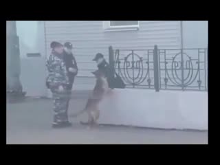 Кинолог издевается над своей собакой