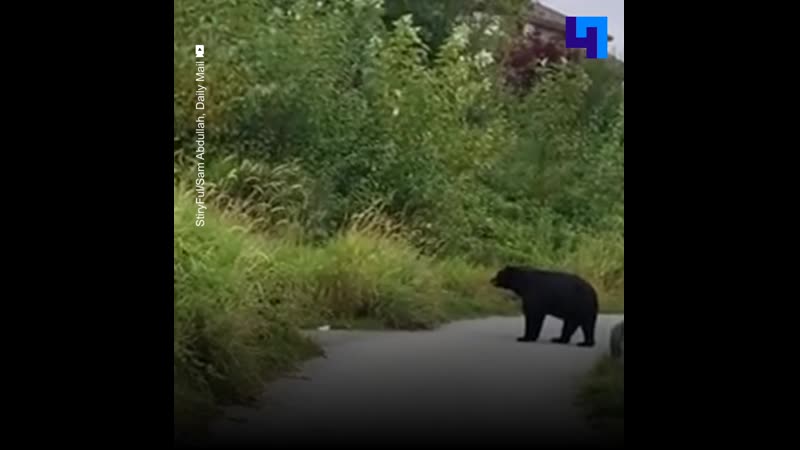 В канаде девушка встретила медведя во время утренней пробежки