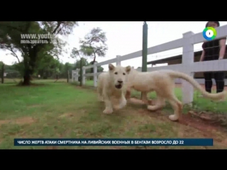 Клеопатра из тбилиси родила трех львят блондинов