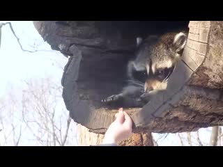 Cute racoon