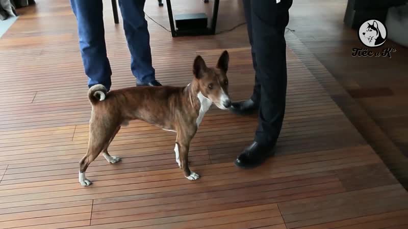 Басенджи дог star никас сафронов