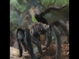 Tliltocatl vagans, female l10