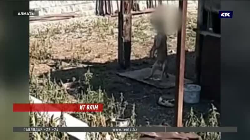 Бала шағасының көзінше өз итін асып өлтірген алматылықтың әрекеті жұрттың ашу ызасын тудырды