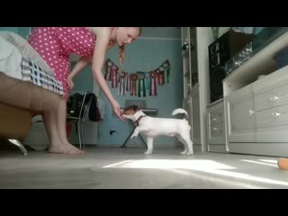 Видео от dogdance&educational training&handling