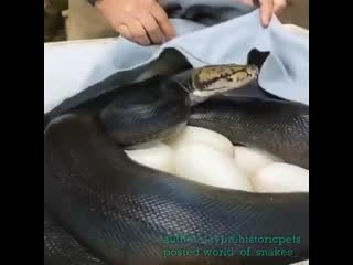 Материнский инстинкт, смотреть до конца