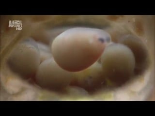 Планета мутантов озера африканской рифтовой долины