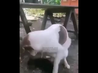 Не в ту дырку всунул