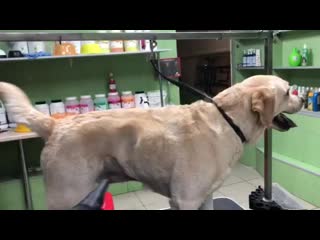 Видео от зооцентр pet groom