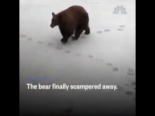 A curious bear was seen lumbering up to a black suv, pulling on the front doors handle and