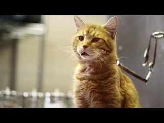 Что нужно кошкам