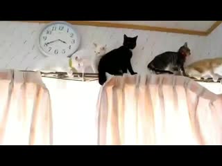 Jimin, bodyguard by porn ⁺¹⁸