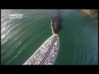 Luke reilly was stand up paddle boarding about 200m offshore yesterday when an orca popped up next to him