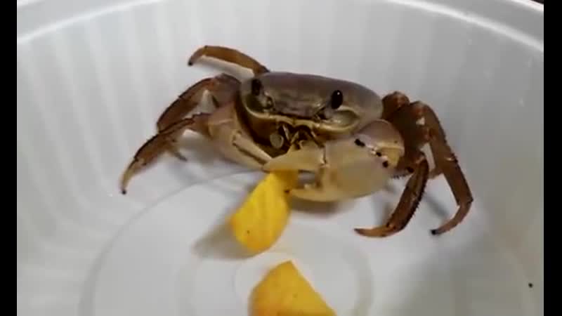 Кушает чипси с крабом