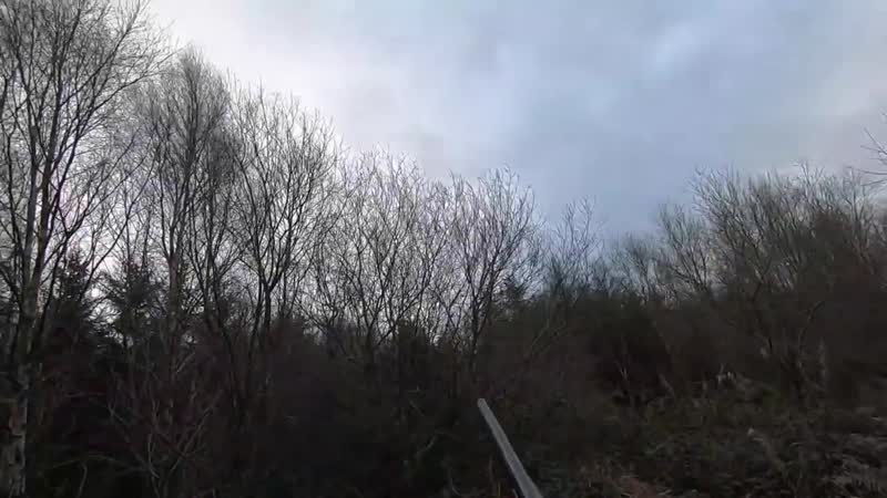 Woodcock hunting in ireland