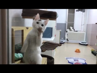 Крош хочет домой