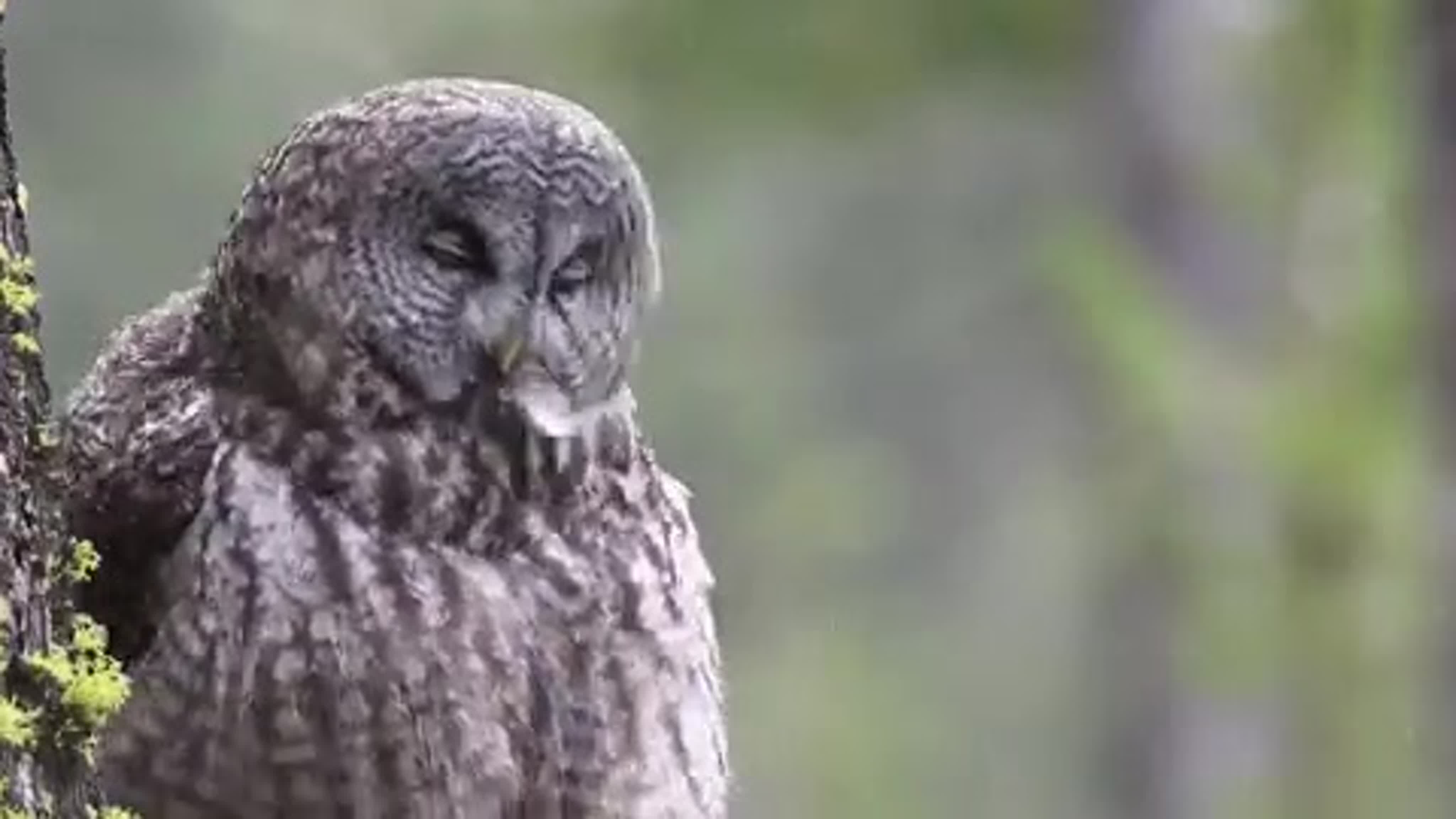 Anthony неясыть бородатая