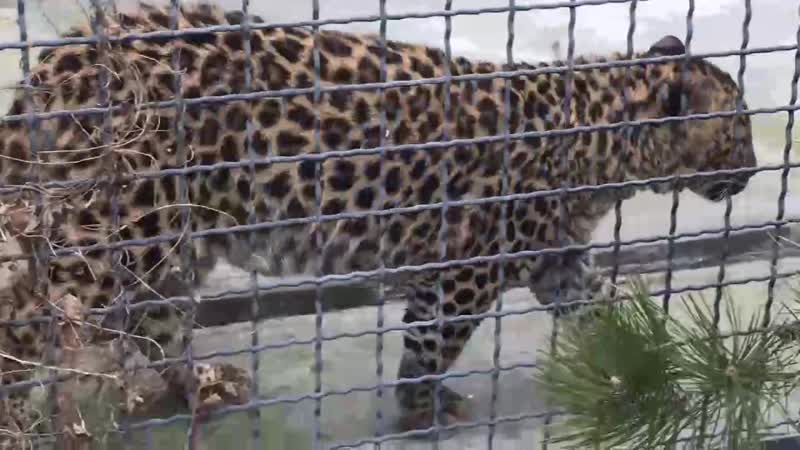 Даниэлла вознесенская ласковые леопардики в тайгане