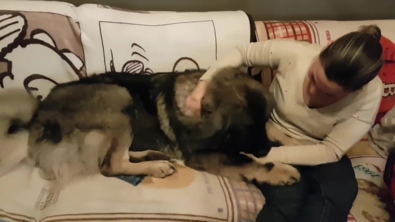 Жұмыста ренжіді