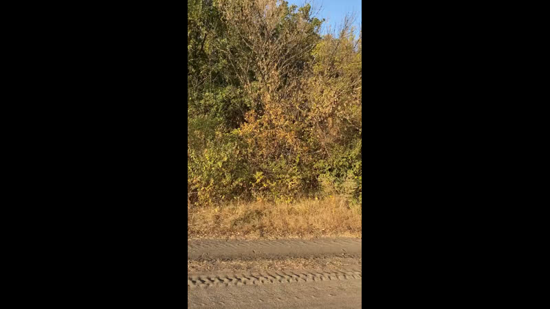 Вырубают лес кировский район донецк 15 10 2020