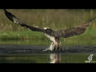 An osprey fishing in spectacular super slow motion highlands scotlands wild heart