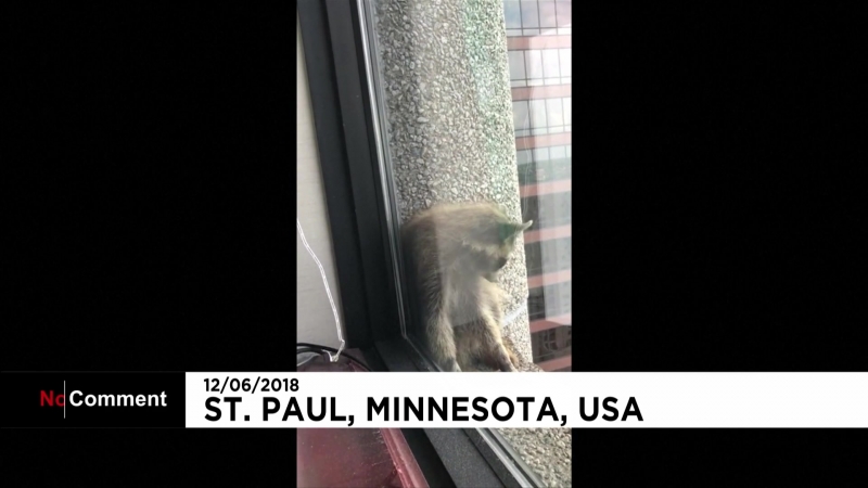 Nc новая звезда соц сетей енот паук из миннесоты