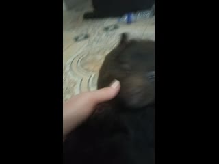 Vid 20200108 110426 mp4