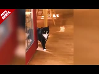 Funny Scared Cats Compilation NEW 