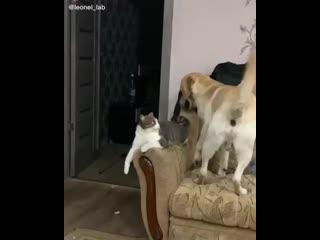 Insta cat s 20201225 224710 0 mp4