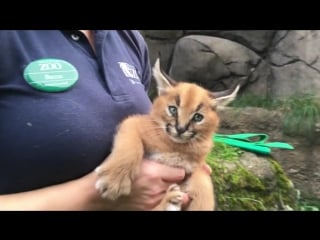 Oregon porn the 6 week old caracal kittens