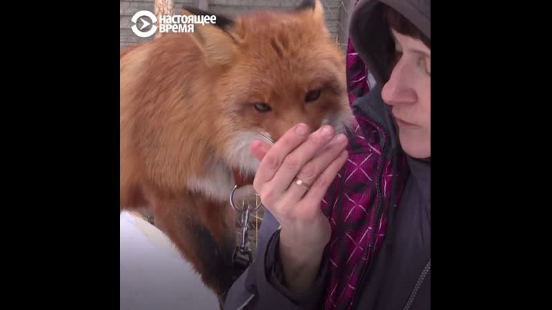Как в "доме волков" живут выброшенные дикие молодые