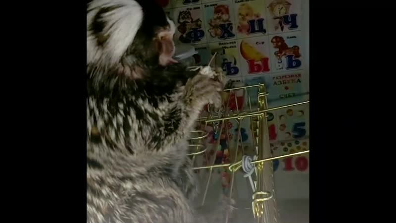 Игрунка кушает саранчу