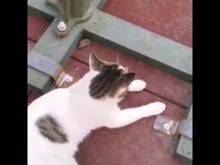 Мышелов в седьмом поколении 😂