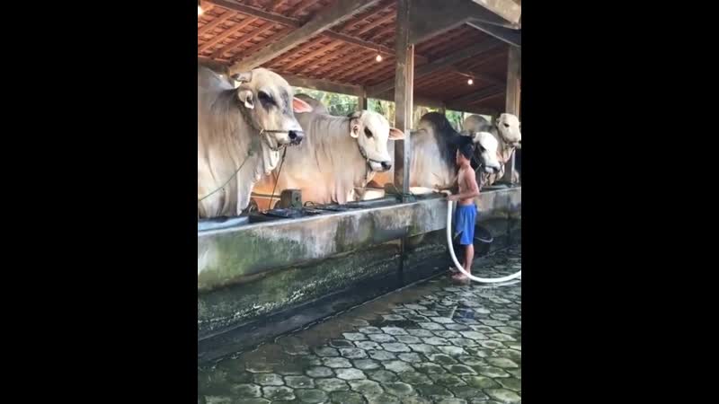 Большие коровы в индонезии