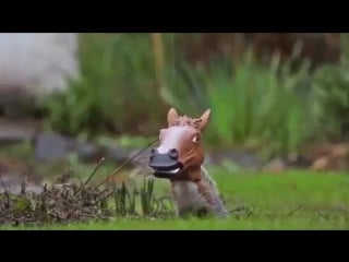 Кормушка для белочки