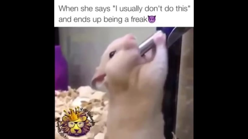 Хомяк сосет трубу смотреть бесплатно