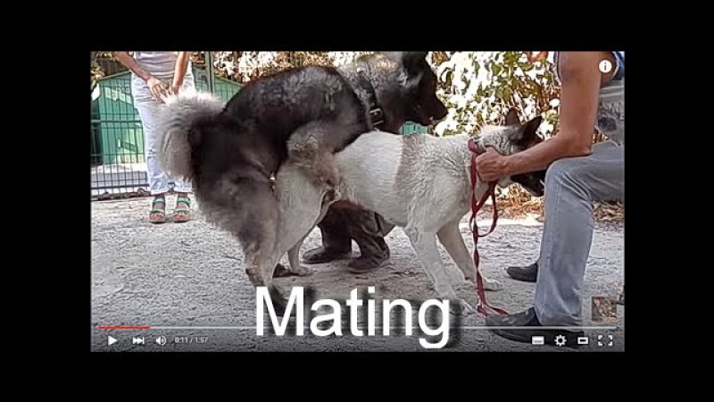 Первая вязка молодые funny first mating dogs कुत्ता संभोग। الكلب التزاوج アメリカン秋田。одесса
