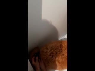 Молодая мама гера