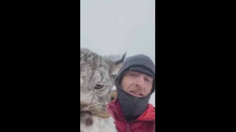 Словил дикую рысь которая ела кур