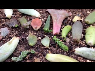 Succulent propagation and growth time lapse compilation