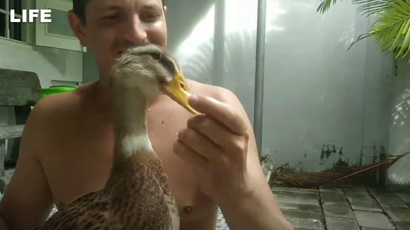 "утка член нашей семьи!" у вернувшихся из вьетнама туристов в аэропорту забрали птицу