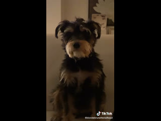 Tiktok / blondebrunetteredhead 7 12 20