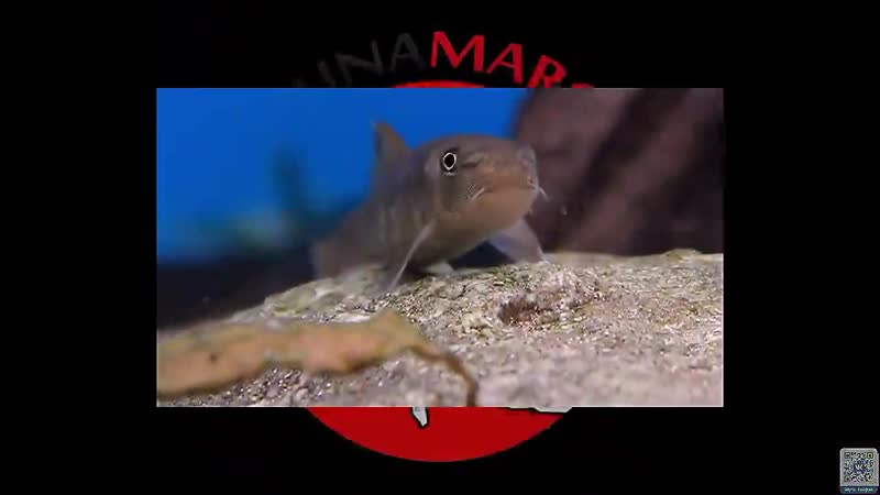 Видео обзор 5 рыбок барбус филаментозус,red cheek barb,black ruby barb,common goldfish,garra rufa awesome