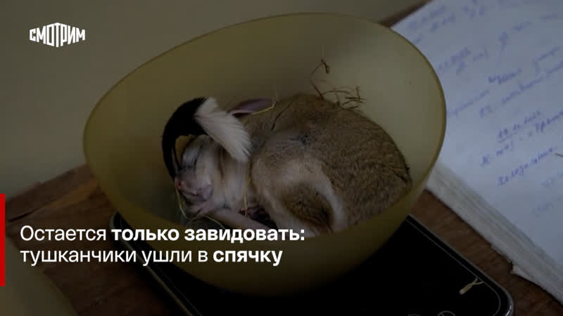 Остается только завидовать тушканчики ушли в спячку