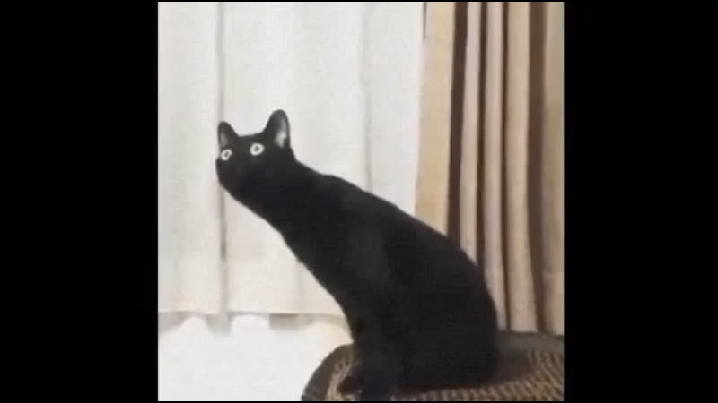 Кот в «замешательстве»