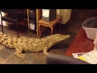 Кормление крупного крокодила на кухне