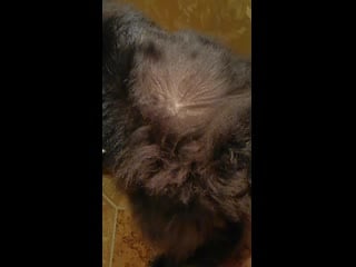 Sl mo vid 20191209 193346 mp4