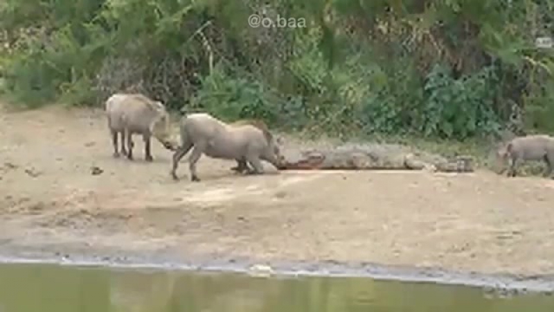 Крокодил и бородавочник