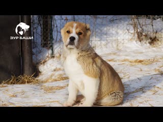 Зур баши султан❤доступен! (алабай щенки алабая из питомника) whatsapp +79373699903 евгений