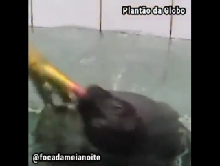 Globo curse of the zoeira