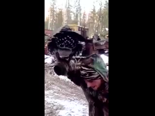 Наглый глухарь